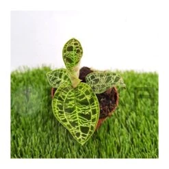 Orquídea Macodes Petola -Coníferas Tienda orquidea macodes petola 2