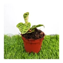 Orquídea Macodes Petola -Coníferas Tienda orquidea macodes petola 3