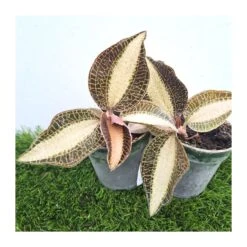 Orquídea Macodes Petola -Coníferas Tienda orquidea macodes petola 4