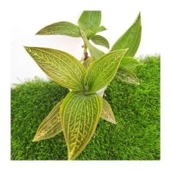 Orquídea Macodes Petola -Coníferas Tienda orquidea macodes petola 5