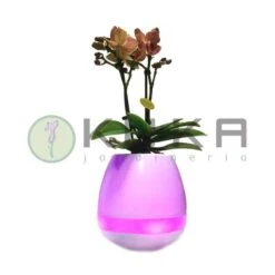 Orquídea Natural Con Música -Coníferas Tienda orquidea natural con musical 2