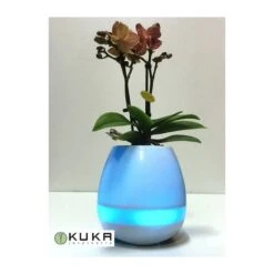 Orquídea Natural Con Música -Coníferas Tienda orquidea natural con musical 4