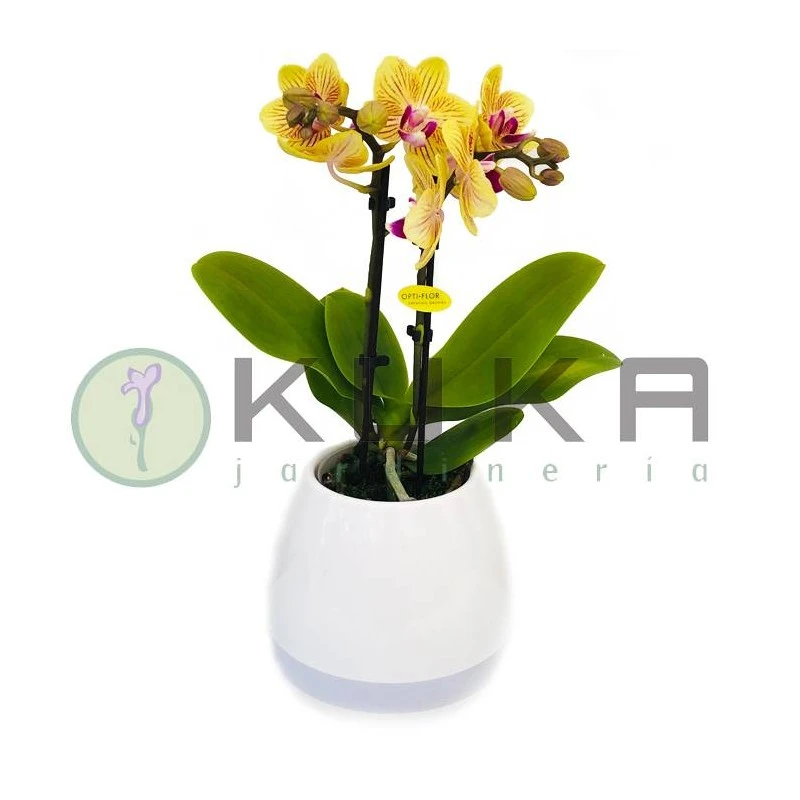 Orquídea Natural Con Música