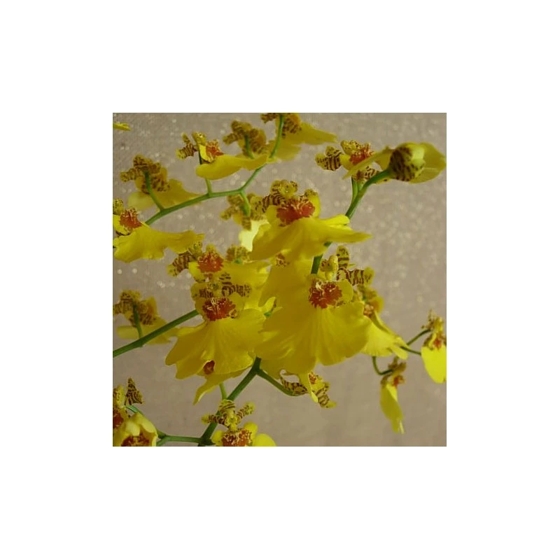 Orquídea Oncidium Münsterland 3 Orquídea Oncidium Münsterland