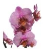 Orquidea Phalaenopsis -Coníferas Tienda orquidea phalaenopsis