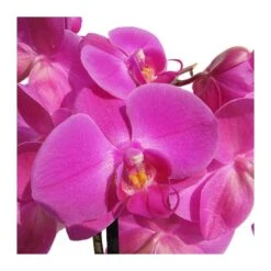 Orquidea Phalaenopsis 12 Orquidea Phalaenopsis -Coníferas Tienda orquidea phalaenopsis 4