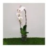 Orquídea Phalaenopsis Blanca Cascada Sin Flor COMPRA 2 Y PAGA 1 1 Orquídea Phalaenopsis Blanca Cascada Sin Flor COMPRA 2 Y PAGA 1 -Coníferas Tienda orquidea phalaenopsis blanca espiral