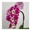 Orquídea Phalaenopsis Cascada Sin Flor COMPRA 2 Y PAGA 1 1 Orquídea Phalaenopsis Cascada Sin Flor COMPRA 2 Y PAGA 1 -Coníferas Tienda orquidea phalaenopsis blanca espiral 2