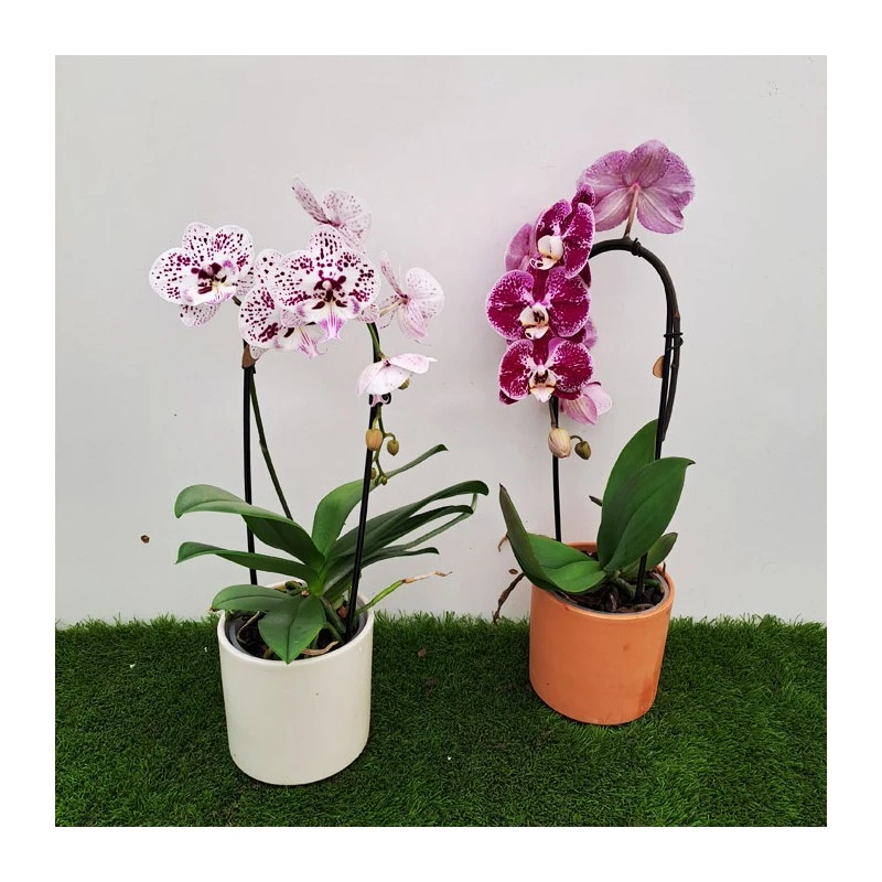 Orquídea Phalaenopsis Cascada Sin Flor COMPRA 2 Y PAGA 1 4 Orquídea Phalaenopsis Cascada Sin Flor COMPRA 2 Y PAGA 1 - Imagen 2