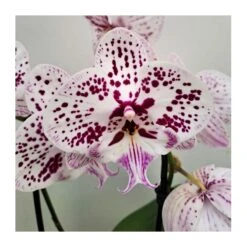 Orquídea Phalaenopsis Cascada Sin Flor COMPRA 2 Y PAGA 1 9 Orquídea Phalaenopsis Cascada Sin Flor COMPRA 2 Y PAGA 1 -Coníferas Tienda orquidea phalaenopsis blanca espiral 4