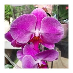 Orquídea Phalaenopsis Cascada Sin Flor COMPRA 2 Y PAGA 1 10 Orquídea Phalaenopsis Cascada Sin Flor COMPRA 2 Y PAGA 1 -Coníferas Tienda orquidea phalaenopsis blanca espiral 5