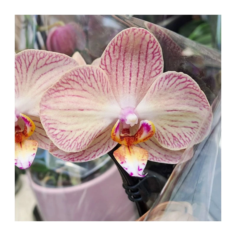 Orquídea Phalaenopsis Cascada Sin Flor COMPRA 2 Y PAGA 1 7 Orquídea Phalaenopsis Cascada Sin Flor COMPRA 2 Y PAGA 1 - Imagen 5