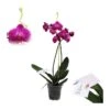 Orquídea Phalaenopsis+ Tutor+ Tarjeta Con Mensaje. 1 Orquídea Phalaenopsis+ Tutor+ Tarjeta Con Mensaje. -Coníferas Tienda orquidea phalaenopsis dos varas tutor tarjeta con mensaje