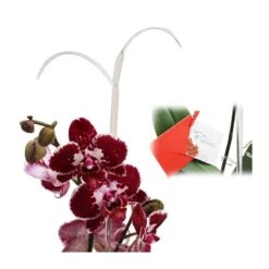 Orquídea Phalaenopsis+ Tutor+ Tarjeta Con Mensaje. -Coníferas Tienda orquidea phalaenopsis dos varas tutor tarjeta con mensaje 2