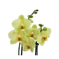Orquídea Phalaenopsis+ Tutor+ Tarjeta Con Mensaje. -Coníferas Tienda orquidea phalaenopsis dos varas tutor tarjeta con mensaje 4