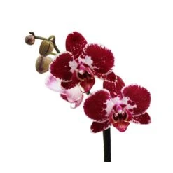 Orquídea Phalaenopsis+ Tutor+ Tarjeta Con Mensaje. -Coníferas Tienda orquidea phalaenopsis dos varas tutor tarjeta con mensaje 5