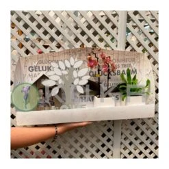 Orquidea Phalaenopsis Mini Con Casa Y Jardín.