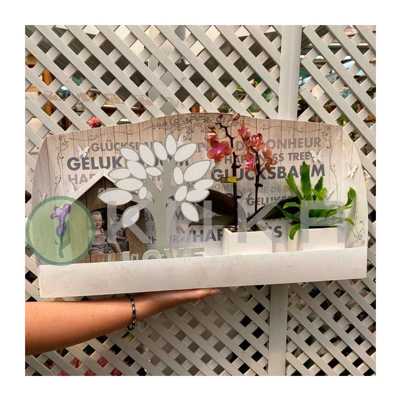 Orquidea Phalaenopsis Mini Con Casa Y Jardín. 3 Orquidea Phalaenopsis Mini Con Casa Y Jardín.