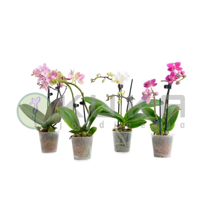 Orquidea Phalaenopsis Mini Kokedama Sin Flor COMPRA 2 Y PAGA 1 4 Orquidea Phalaenopsis Mini Kokedama Sin Flor COMPRA 2 Y PAGA 1 - Imagen 2