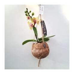 Orquidea Phalaenopsis Mini Kokedama Sin Flor COMPRA 2 Y PAGA 1 10 Orquidea Phalaenopsis Mini Kokedama Sin Flor COMPRA 2 Y PAGA 1 -Coníferas Tienda orquidea phalaenopsis mini kokedama 2