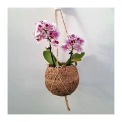 Orquidea Phalaenopsis Mini Kokedama Sin Flor COMPRA 2 Y PAGA 1 12 Orquidea Phalaenopsis Mini Kokedama Sin Flor COMPRA 2 Y PAGA 1 -Coníferas Tienda orquidea phalaenopsis mini kokedama 4
