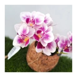 Orquidea Phalaenopsis Mini Kokedama Sin Flor COMPRA 2 Y PAGA 1 13 Orquidea Phalaenopsis Mini Kokedama Sin Flor COMPRA 2 Y PAGA 1 -Coníferas Tienda orquidea phalaenopsis mini kokedama 5