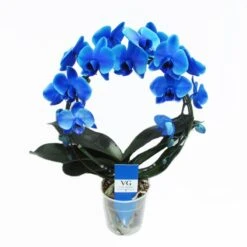 Orquídea Phalaenopsis Royal Blue -Coníferas Tienda orquidea phalaenopsis royal blue 2