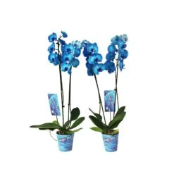 Orquídea Phalaenopsis Royal Blue -Coníferas Tienda orquidea phalaenopsis royal blue 3