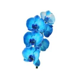 Orquídea Phalaenopsis Royal Blue -Coníferas Tienda orquidea phalaenopsis royal blue 5