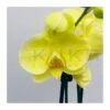 Orquidea Phalaenopsis Royal Yellow -Coníferas Tienda orquidea phalaenopsis royal orange