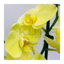 Orquidea Phalaenopsis Royal Yellow -Coníferas Tienda orquidea phalaenopsis royal orange 2