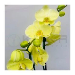 Orquidea Phalaenopsis Royal Yellow -Coníferas Tienda orquidea phalaenopsis royal orange 3