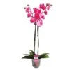 Orquidea Phalaenopsis Royal Pink -Coníferas Tienda orquidea phalaenopsis royal pink