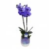 Orquídea Phalaenopsis Royal Purple -Coníferas Tienda orquidea phalaenopsis royal purple