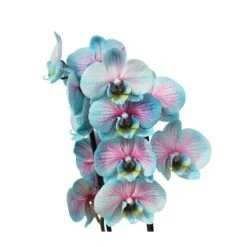 Orquídea Phalaenopsis Wond Of Nature -Coníferas Tienda orquidea phalaenopsis wond of nature 2