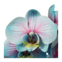 Orquídea Phalaenopsis Wond Of Nature -Coníferas Tienda orquidea phalaenopsis wond of nature 3