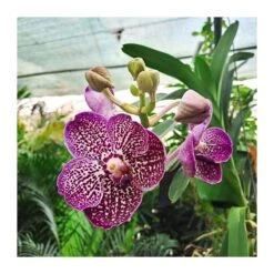 Orquidea Vanda Sin Flor -Coníferas Tienda orquidea vanda sin flor 2