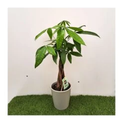 Coníferas Tienda -Coníferas Tienda pachira aquatica 1 1