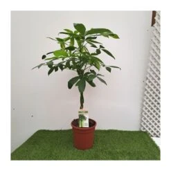 Pachira Acuatica -Coníferas Tienda pachira aquatica 1 2