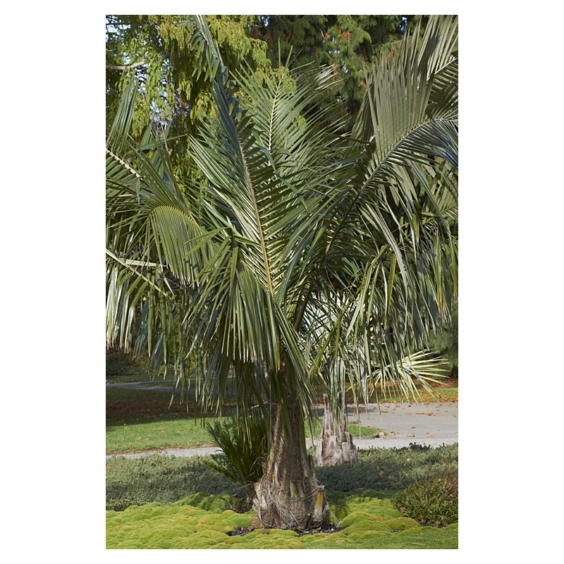 Parajubaea Torrallyi V. Microcarpa EJEMPLAR 4 Parajubaea Torrallyi V. Microcarpa EJEMPLAR - Imagen 2