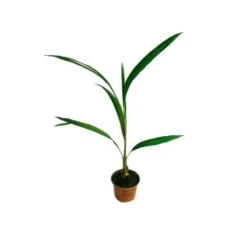 Parajubaea Torrallyi V. Microcarpa EJEMPLAR