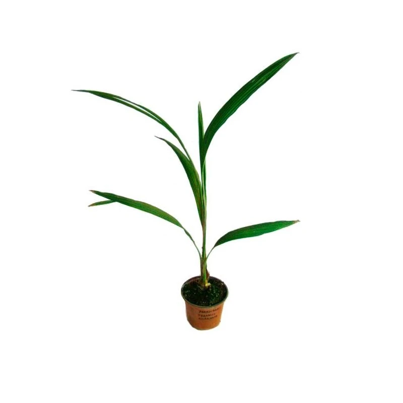 Parajubaea Torrallyi V. Microcarpa EJEMPLAR 3 Parajubaea Torrallyi V. Microcarpa EJEMPLAR