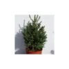 Picea Abies Compacta -Coníferas Tienda picea abies compacta