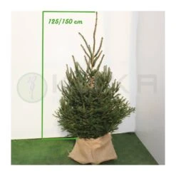 Picea Abies Excelsa -Coníferas Tienda picea abies excelsa 3