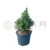 Picea Glauca Alba -Coníferas Tienda picea glauca alba