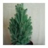 Picea Glauca Cinderella 2 Picea Glauca Cinderella -Coníferas Tienda picea glauca cinderella