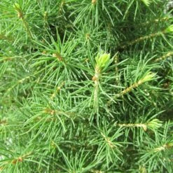 Coníferas Tienda -Coníferas Tienda picea glauca conica 1