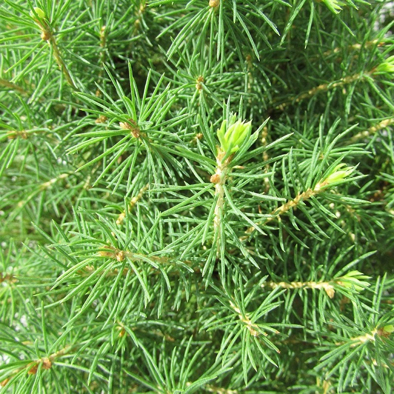 Picea Glauca Conica 4 Picea Glauca Conica - Imagen 2