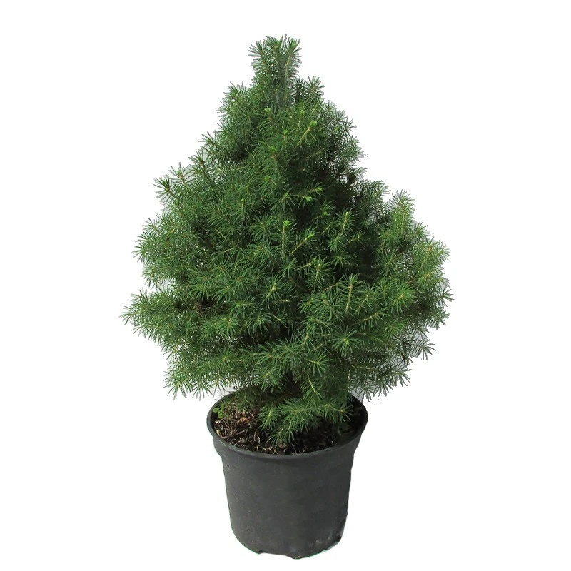 Picea Glauca Conica 3 Picea Glauca Conica