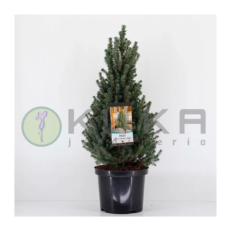 Picea Glauca Sander´s Blue 3 Picea Glauca Sander´s Blue